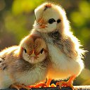 ���� �������, ������, 58 ��� - ��������� 8 ������ 2015