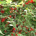 ���� �����, ������ - ��������� 1 ����� 2016 � ������ ���� ����������