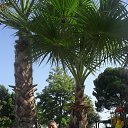 ���� �������� ������������, ������������, 60 ��� - ��������� 29 ������� 2015 � ������ ���� ����������