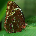  ,  -  18  2016     Ȼ