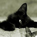 ���� �����, ������ - ��������� 22 ������ 2015 � ������ ���� ����������