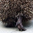 ���� �����, ������, 55 ��� - ��������� 9 ������� 2016 � ������ ������ ��������