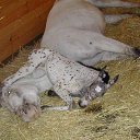 ���� Aleks, ����� ������� - ��������� 12 ������� 2015 � ������ �HORSES�
