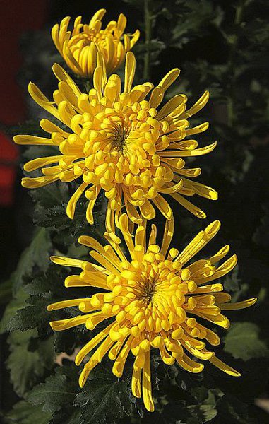 Живая природа - 10 декабря 2015 в 11:15 - 6