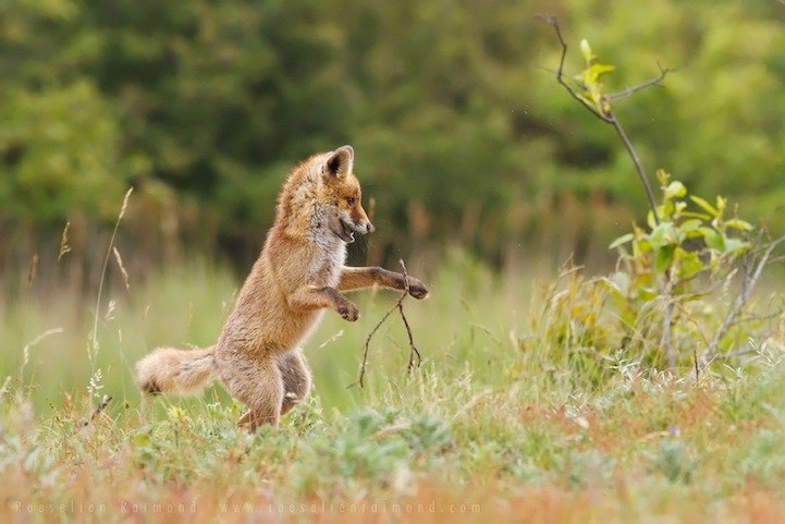 Roeselien Raimond. - 6