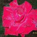 ���� Elena, �������� - ��������� 22 ������� 2016 � ������ ���� ����������