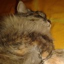 ���� �����, �������� - ��������� 17 ������� 2015 � ������ ���� ��������.�