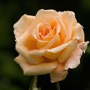 ���� ������, �����-��������� - ��������� 5 ������� 2016 � ������ ���� ����������