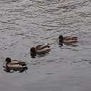 ���� ��������, ���������� - ��������� 16 ������� 2015 � ������ �����������