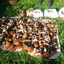 ���� Jevgeni, ������, 65 ��� - ��������� 20 ������ 2015 � ������ ���� ����������