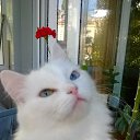 ���� Lena Luna, ������� - ��������� 6 ������� 2015 � ������ �����