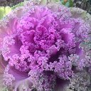 ���� �������, ����� - ��������� 1 ������� 2015 � ������ ���� ����������