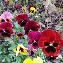 ������� ������ �� ������� ���� ����������