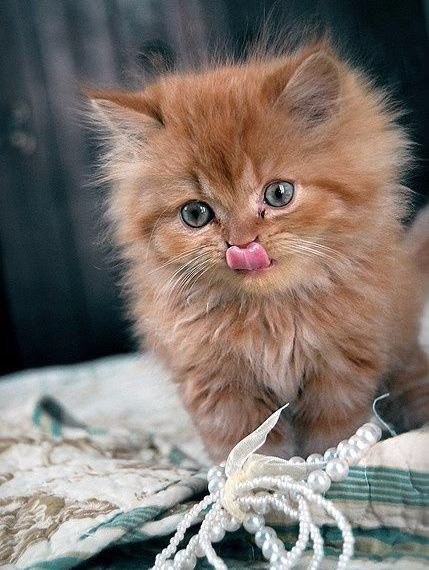 Коты – это ценнейший ресурс. Они уют вырабатывают. - 6