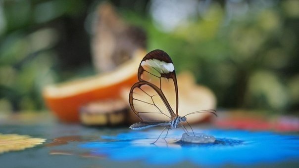 �a����a c ��o�pa����� ��������