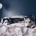 ���� ���, ������, 33 ���� - ��������� 26 ������� 2015 � ������ ������ ��������