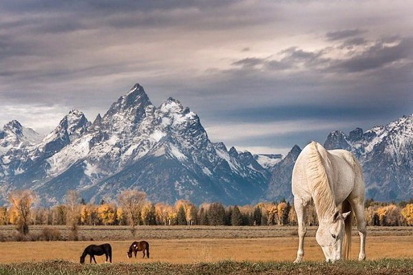 Потрясающие фотографии диких животных в фотопроекте Натаниэля Смалли.Натаниэль Смалли (Nathaniel ... - 4