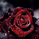 ���� �������, �����, 55 ��� - ��������� 29 ������ 2016 � ������ ������ ��������