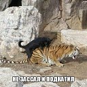 ���� �����, ��������������, 44 ���� - ��������� 13 ������� 2016 � ������ ���� ����������