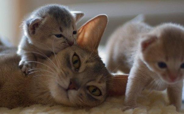 ...чтобы мамочка всегда была рядом - 3