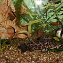 ���� Olezhka***, ����, 65 ��� - ��������� 25 ������� 2015 � ������ ���� ����������