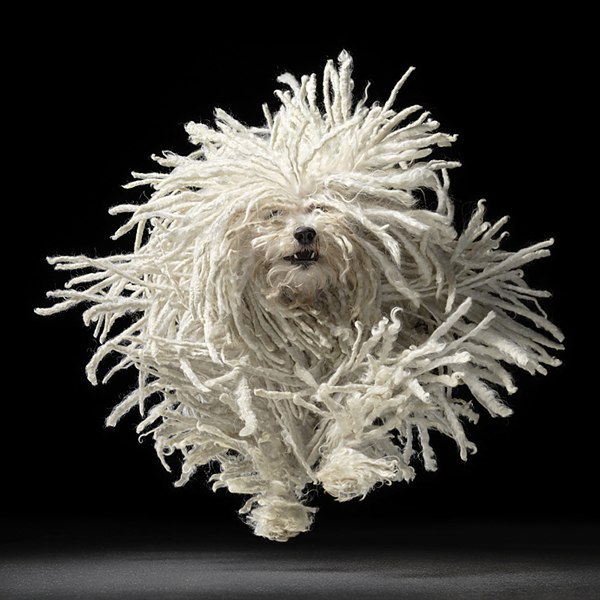 Tim Flach является известным лондонским фотографом. Его работы выставлялись в Великобритании, США и ... - 6
