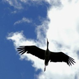 Sam, ������, 39 ���