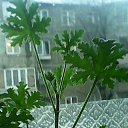 ���� Narval (54 ��.), ������, 67 ��� - ��������� 31 ������ 2016 � ������ ������ ��������