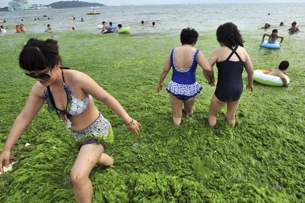 Зелёные водоросли заполонили побережье Китая.#Китай@travel.blog - 3
