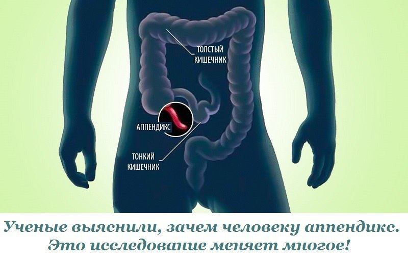 Аппендикс система органов. Расположение аппендикса у человека. Функции аппендикса в организме. Толстый кишечник и аппендикс.