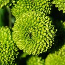 ���� Aleksey, ���������, 44 ���� - ��������� 18 ������ 2015 � ������ ������������