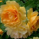 ���� ���� �����, ������������ - ��������� 20 ������� 2016 � ������ ���� ����������