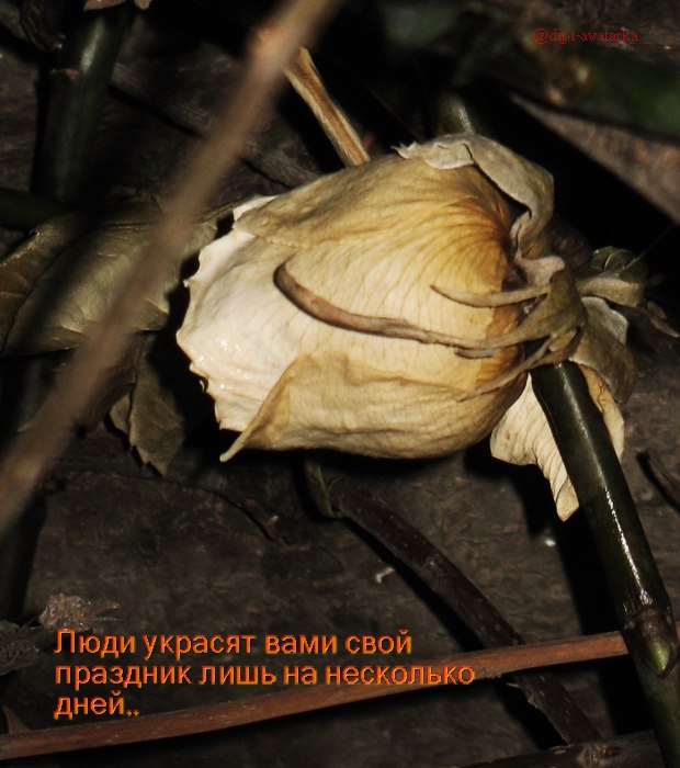 dipi-avatarka - 28 октября 2015 в 17:49