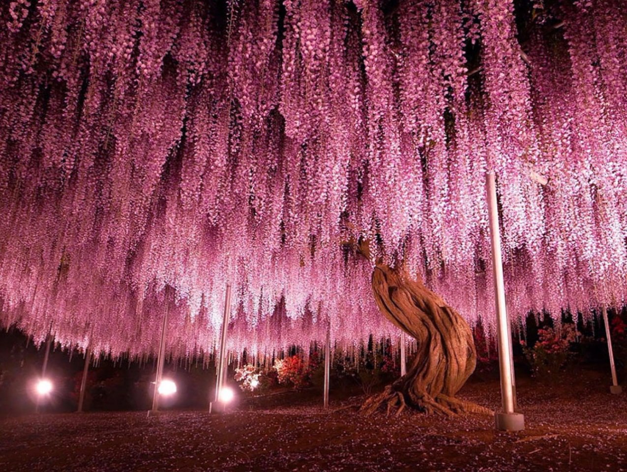дерево глицинии в японии