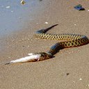 ���� �� ������� ���� ����������