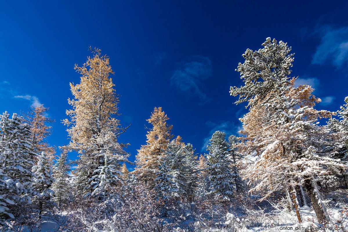 Зима на Алтае - ФОТОШОУ, ФОТО и ФОТОКОНКУРСЫ, Мисс и Мистер, №976924154 ...