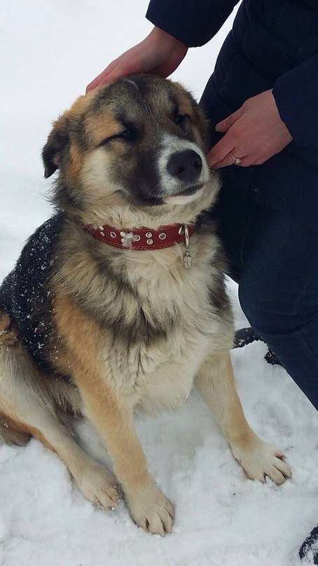Москва и МО.Дамы и Господа!Вашему вниманию представляется статный красавец Рекс!Отныне и навсегда ... - 4