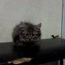 ���� ������, �����-���������, 46 ��� - ��������� 19 ������� 2015 � ������ ������ ��������