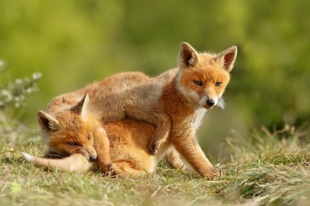       (Roeselien Raimond) - 8