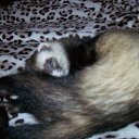 ���� �������, ��������, 52 ���� - ��������� 7 ������ 2015 � ������ ���� ����������