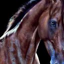 ���� ������, �����������, 52 ���� - ��������� 5 ������� 2015 � ������ ����� ������ۻ