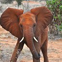 ���� Aleks, ����� ������� - ��������� 13 ������� 2015 � ������ �Elephants�
