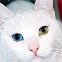 ���� ����, ������, 34 ���� - ��������� 25 ������� 2015 � ������ ������ ��������