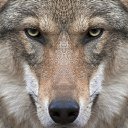 ���� �����, ������� ����, 54 ���� - ��������� 14 ������� 2015 � ������ ������ ��������