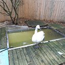 ���� ��������, �����, 63 ���� - ��������� 18 ������� 2015 � ������ ����� ��� ������������