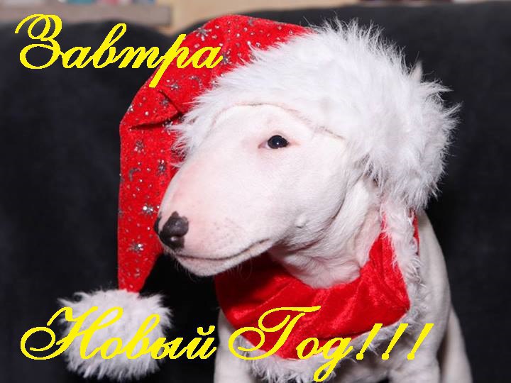 Английский бультерьер. - 30 декабря 2015 в 15:52