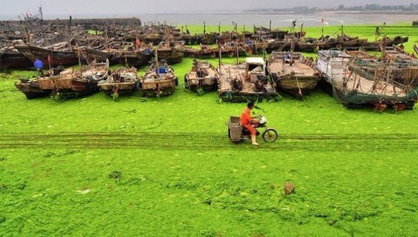 Зелёные водоросли заполонили побережье Китая.#Китай@travel.blog - 2