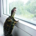 ���� ��������, ��������� - ��������� 13 ������� 2015 � ������ �����