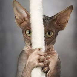 �������, ������, 42 ����