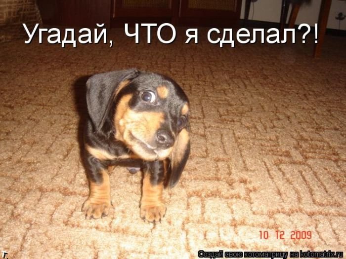 питомцы - 20 декабря 2015 в 21:27